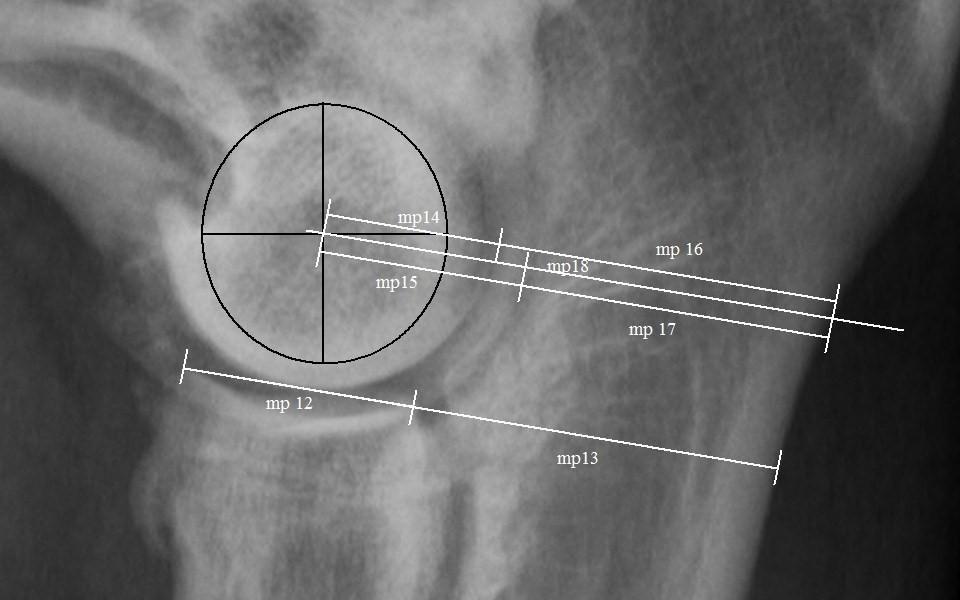 Abb. 2d Abb. 2d Abb. 2 Kraniokaudale (a, b) und mediolaterale (c, c, d, d ) Aufnahmen eines Ellbogengelenks mit Koronoiderkrankung und fortgeschrittener Arthrose.