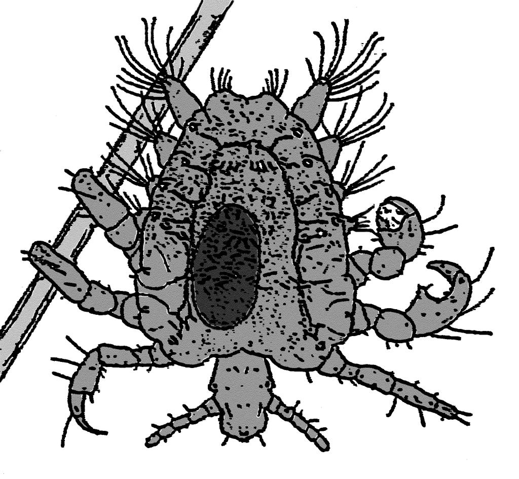 Phthirus pubis 14 Insecta; Anoplura, Phthiridae Phthirus pubis (Filz- oder Schamlaus): 1 Art permanenter, stationärer,