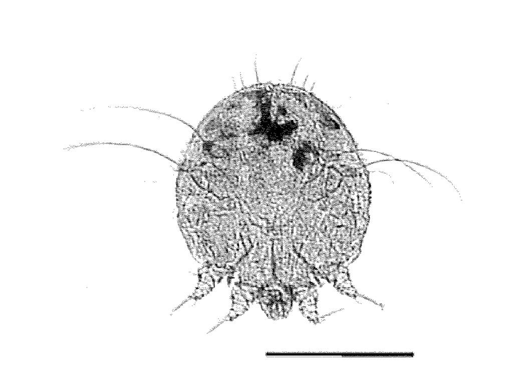 Sarcoptes scabiei 17 Arachnida; Astigmata, Sarcoptidae Sarcoptes scabiei (Krätzmilbe): 1 Art permanenter, stationär, obligatorischer Gewebsparasit Endoparasit, minierend Hautentzündung, Juckreiz,