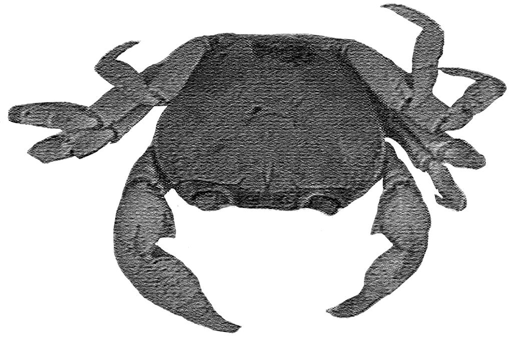 Potamon sp. 21 Crustacea; Malacostraca, Potamidae Potamon sp. (Süßwasserkrabbe): einige Arten 2 Zwischenwirte und Überträger für Paragonimus sp.
