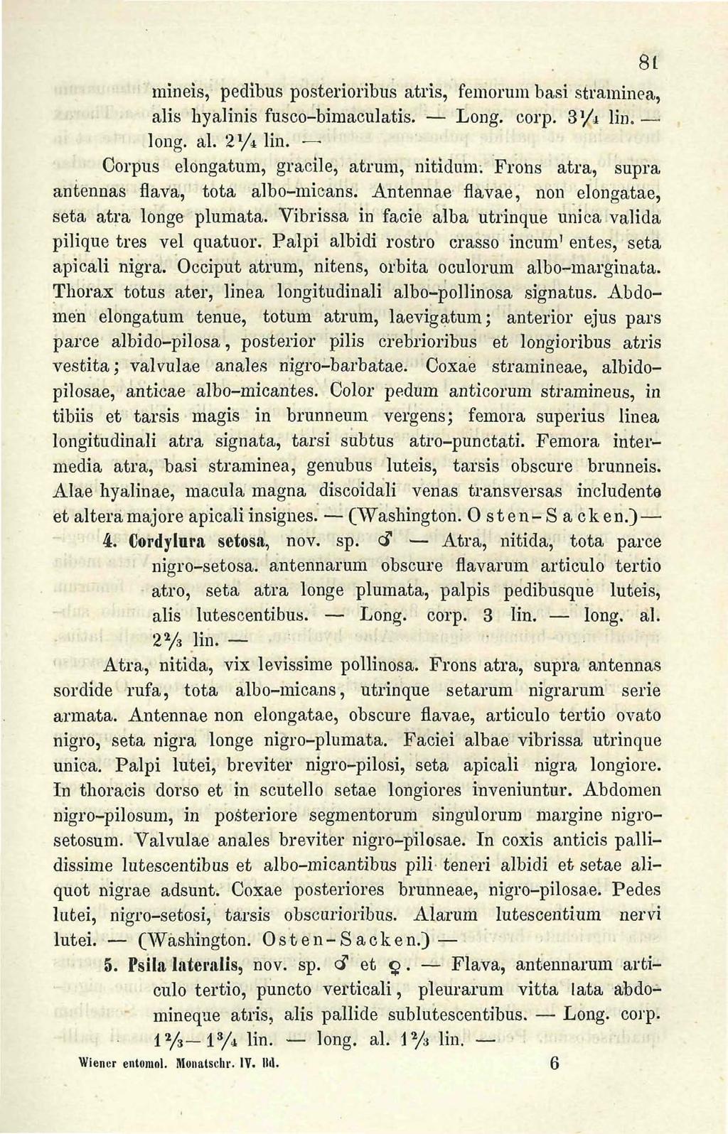 81 mineis, pedibus posterioribus atris, femorum basi straminea, alis hyalinis fusco-bimaculatis. Long. corp. 3'/^ lin. long. al. 2 l /i lin. Corpus elongatum, gracile, atrum, nitidum.
