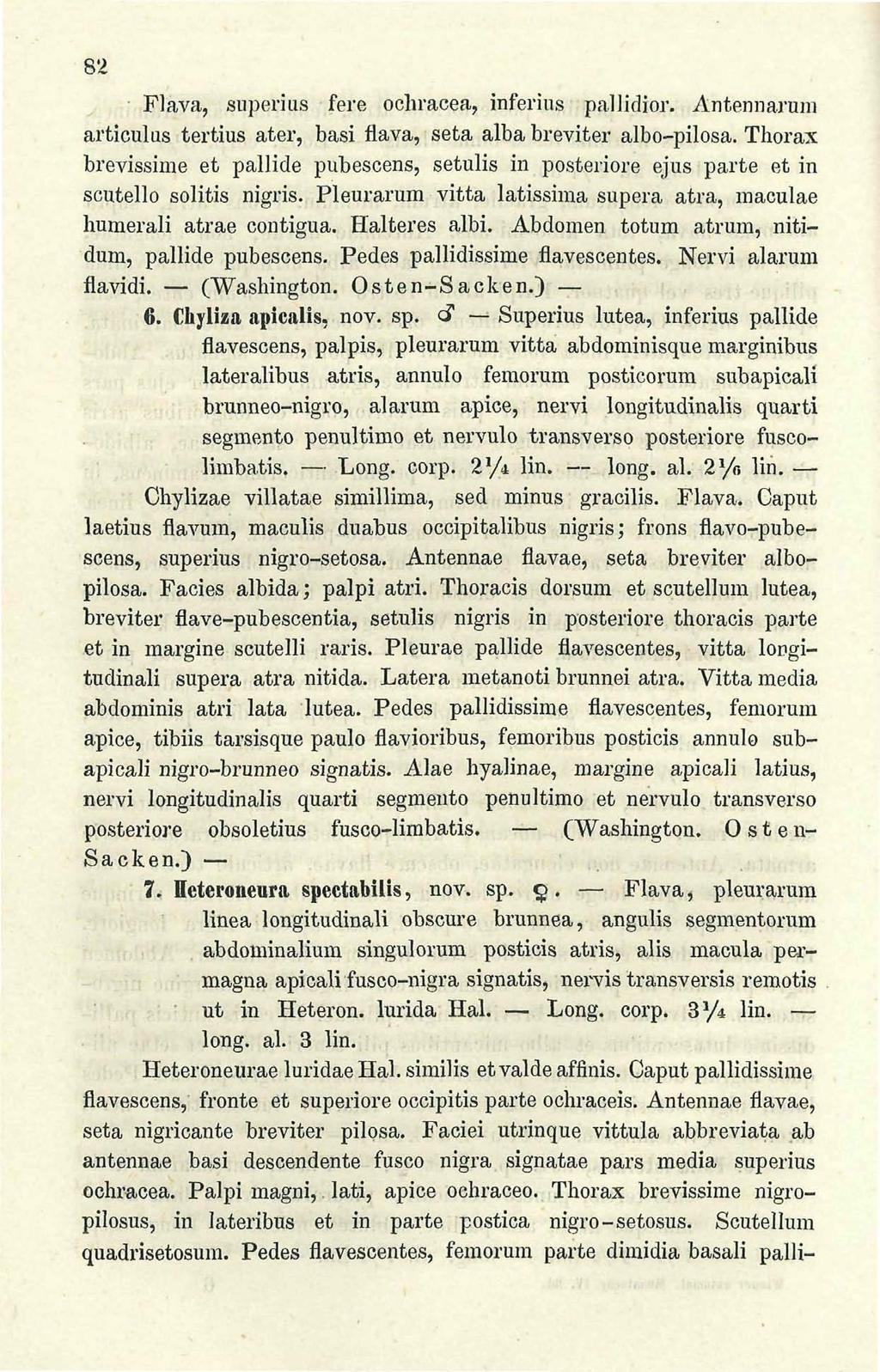 82 Flava, snperius fere ochracea, inferius pallidior. Antennarum articulus tertius ater, basi flava, seta alba breviter albo-pilosa.