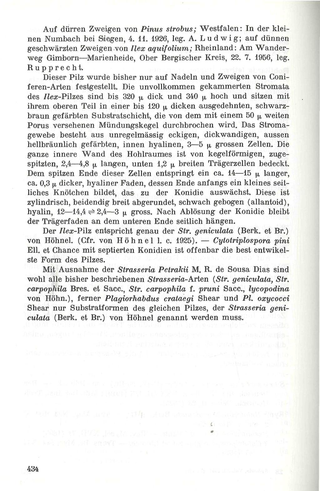 Auf dürren Zweigen von Pinus strobus; Westfalen: In der kleinen Numbach bei Siegen, 4. 11. 1926, leg. A.