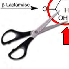 Bakterien Enzyme gebildet