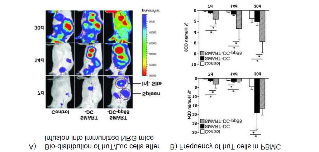 autologous human T cells showed a dramatic accumulation of the T cells at the injection site and expansion to several tissues and peripheral blood.