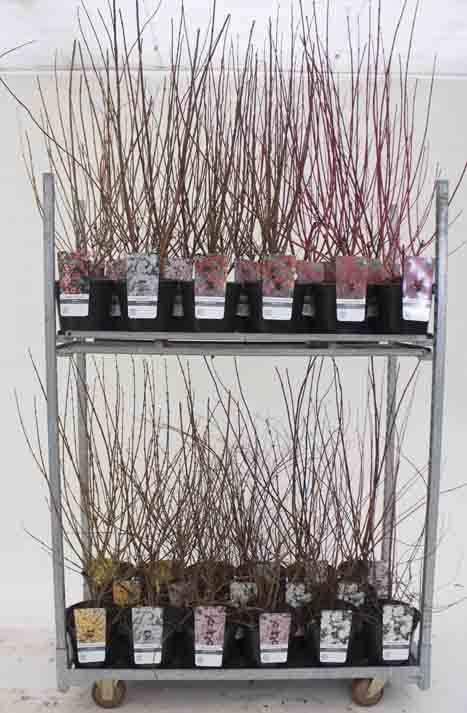 35 17 x 3 51 Blütengehölze in Sorten n folgenden Sorten: - Amelanchier lamarkii,- Cornus Elegantissima - Deutzia scabra Plena,
