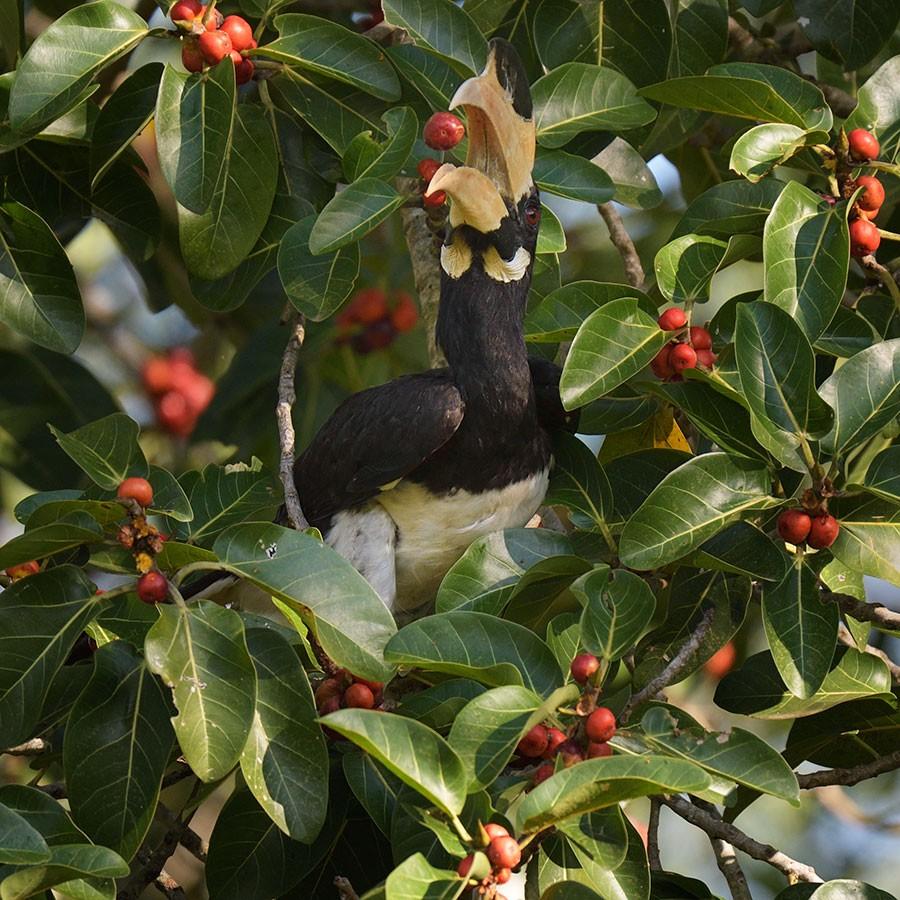 Ausläufern des Stausees, über Singvögel, Spinte und Hinduracken (Coracias benghalensis) in den Büschen entlang der Straßen bis hin zu Dutzenden Malabarhornvögeln in fruchtenden Feigenbäumen.