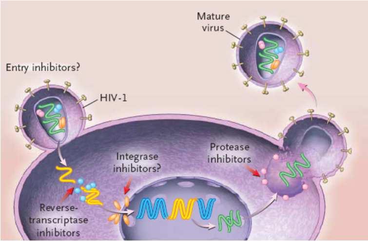 HIV- Therapie CCR5-Rezeptor- Blocker Celsentri Fusionsinhibitoren Fuzeon NRTI Truvada