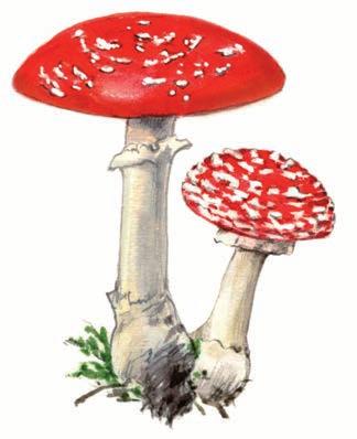 Pilze im Wald Fliegenpilz Reife: Juni bis Oktober Der Fliegenpilz ist giftig. Seine Kappe ist leuchtend rot mit weißen Flecken. Er ist ein Lamellenpilz.