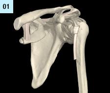 1. Allgemeines zur Funktion und Anatomie des Schultergelenks SCHULTERGELENK Anatomie Linkes Schultergelenk, Knochen, Bänder Das Schultergelenk ist funktionell ein Kugelgelenk.