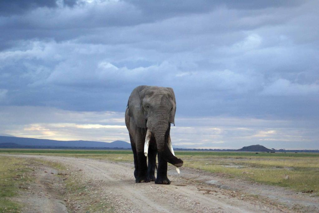 Inhalt Regionale Leiter und Experten Mehr Mitgefühl und Menschlichkeit Am Anfang steht oft ein Akt der Hilfsbereitschaft gegenüber einem Tier. Die Rettung afrikanischer Elefanten vor Wilderern.