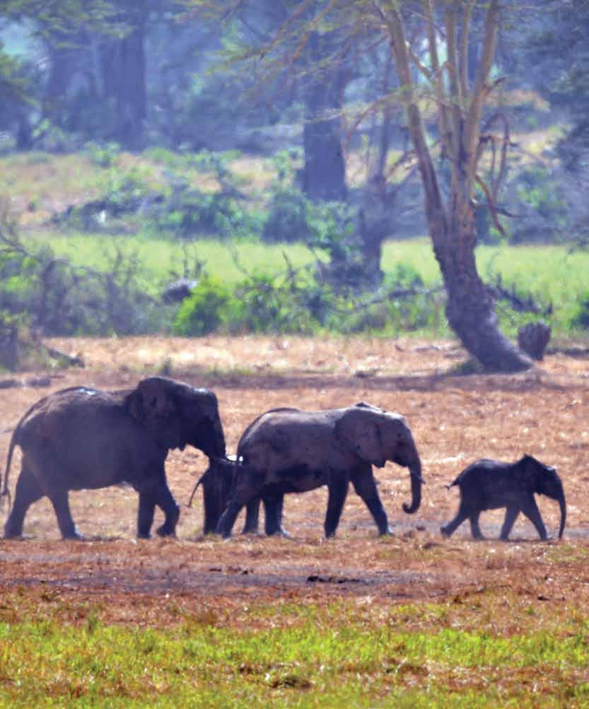 Schutz von Lebensraum Elefantfamilie in Tsavo Nationalpark Wir fördern praktische Lösungen, die einzelnen Tieren helfen sowie ganze Populationen und ihre Lebensräume langfristig schützen.