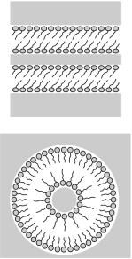 Plarisatr Lamellare Struktur gedrehte nematische Struktur