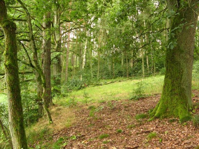 Alte bodensaure Eichenwälder auf Sandebenen mit Quercus robur (9190) Acht Vorkommen