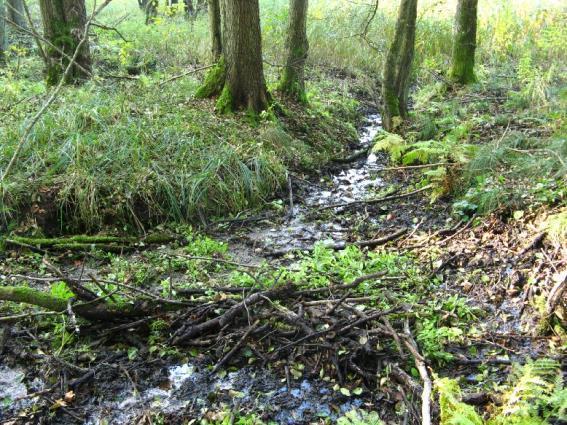 8 ha 12%) - fließgewässerbegleitende Erlenbestände - Erlenbruchwälder (mit