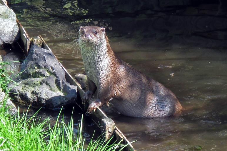 Fischotter Ergebnisse keine Nachkartierung; Begehung zur Habitaterfassung und bewertung einziger vorliegender