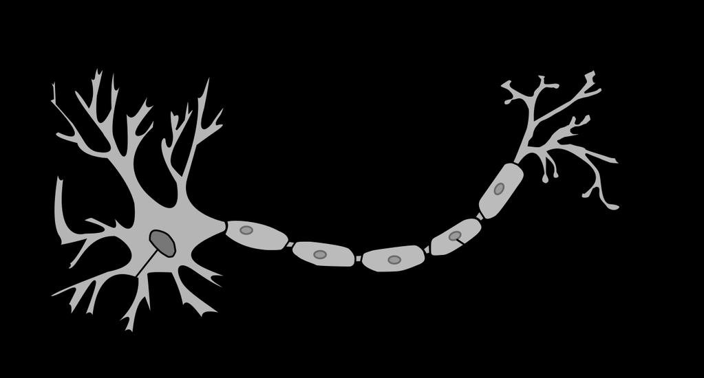 KAPITEL 2. GRUNDLAGEN 10 Abbildung 2.6 zeigt den vereinfachten Aufbau eines solchen Neurons, welches die Grundlage für künstliche Neuronen ist. Abbildung 2.6: Vereinfachte Darstellung eines Neurons [56] Neuronale Netze bestehen aus einer Vielzahl von Neuronen.