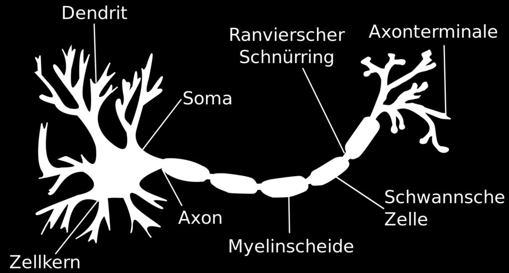 6) und das Axon mit den Axonterminalen (rechte Seite).