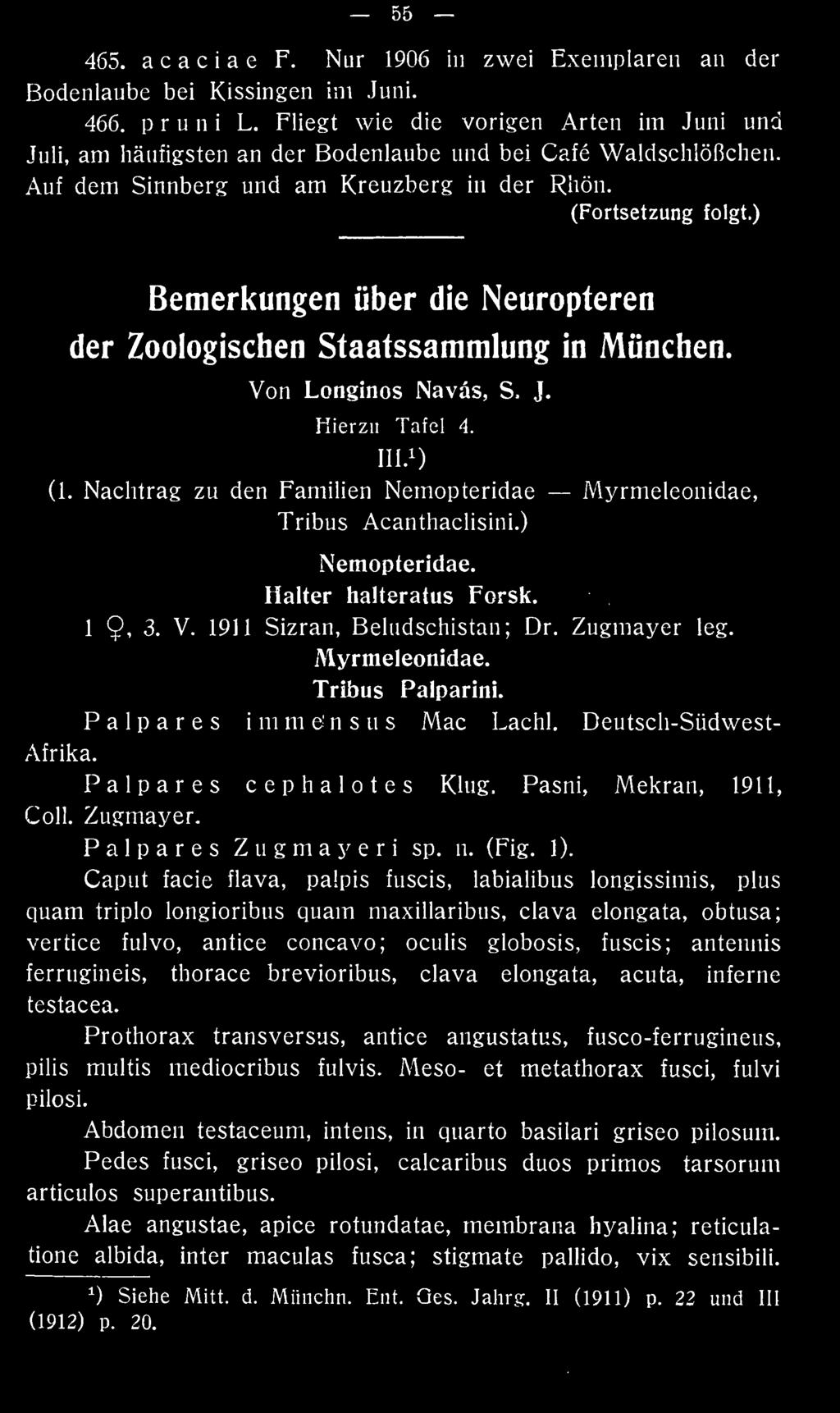 Deutscli-Südwest- Palpares cephalotes Klug, Pasni. Mekran, 1911, Coli. Zugmayer. Palpares Zugmayeri sp. n. (Fig. 1).
