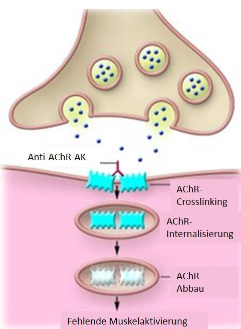 neuromuskulären Erregungsübertragung 2.