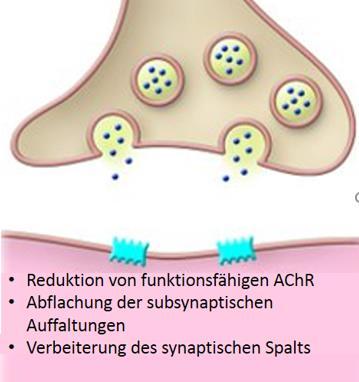 und Abbau der AChR 3.