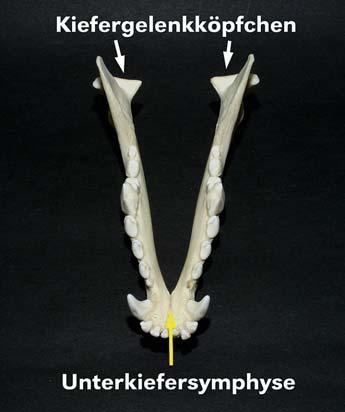Das Hundegebiss Der Unterkiefer besteht aus zwei paarigen Unterkieferknochen (Mandibula ), die mittig im Frontzahnbereich miteinander verwachsen sind.