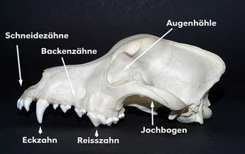 Der Oberkiefer setzt sich aus mehreren Knochen zusammen: dem paarigen Oberkieferbein (Maxilla ), dem paarigen Gaumenbein (Os palatinum ) und dem paarigen Zwischenkieferbein (Os incisivum ), auch