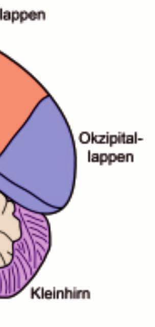 Die Gehirnlappen Soziale Urteile, Planung