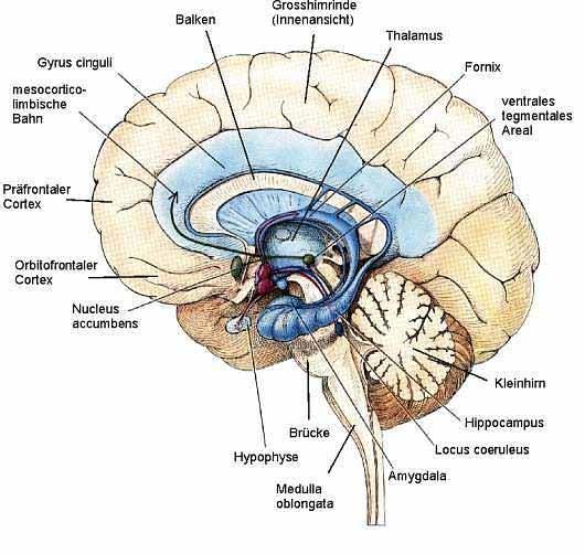 Die limbischen Zentren Gyrus cinguli Balken Großhirnrinde (Innenansicht) Thalamus Fornix Mesocorticolimbische Bahn Ventrales tegmentales Areal Präfrontaler Cortex Orbitofrontaler Cortex Nucleus
