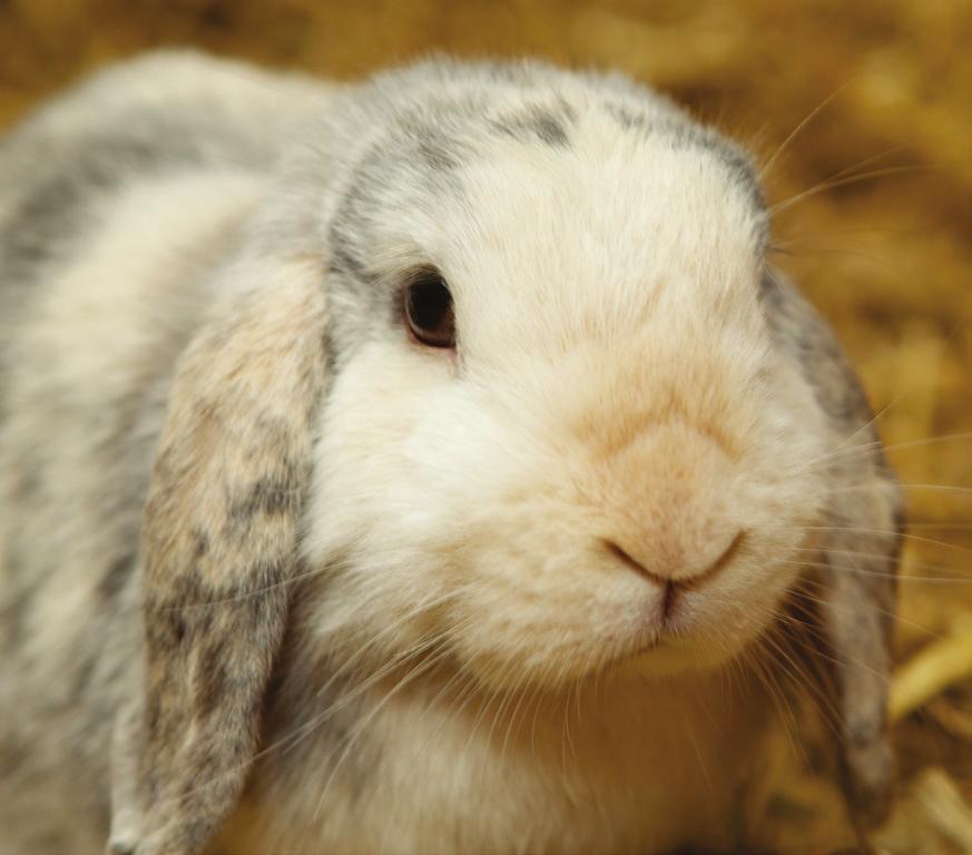 Kinder und Kaninchen: Tipps Stellen Sie sicher, dass Ihr Kind ein Kaninchen nicht hoch nimmt.