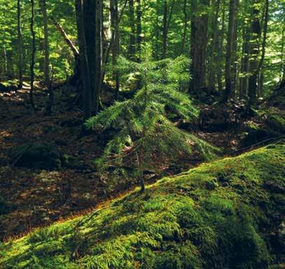 NATURRAUMMANAGEMENT HAT VIELE GESICHTER SCHUTZGEBIET: WILDNISGEBIET DÜRRENSTEIN Österreichs einziges Wildnisgebiet, das nach den strengen Regeln der IUCN anerkannt ist, liegt am Dürrenstein in