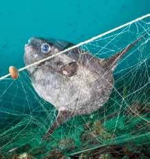 Unsichtbar und folgenschwer: Gefährliche Gifte In Plastik stecken zahlreiche giftige Substanzen, die Meeresbewohner und Menschen gefährden.
