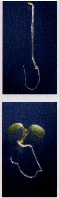 Beispiele für Phytochromgesteuerte Entwicklungsprozesse Photoreversibilität (Samenkeimung) Messen der