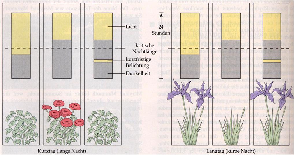 Photoperiodische Blühkontrolle Eine Kurztagpflanze blüht, sobald eine kritische Dunkelperiode überschritten wird.