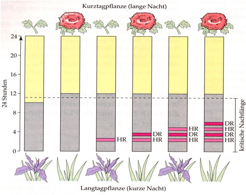Herbst Frühling Störlichtversuche haben gezeigt: Pflanzen messen die Länge der Dunkelperiode! Vorlesung 2016, Abb.
