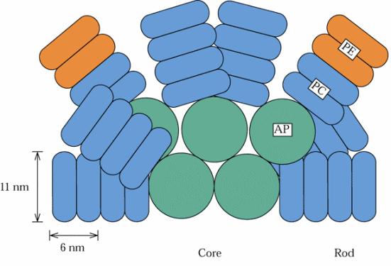 Abstammung Die Phytochrom-Chromophorehaben Ähnlichkeit mit den Phycobilinen der Phycobilisomen(den Antennen- Komplexen der Cyanobakterien s. Photosynthese).