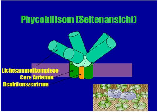 Chromophore: Phycocyanin(PC), Phycoerythrin(PE) Phycobilisomenstruktur Die peripheren Antennen der Cyanobakterien(Phycobilisomen) ragen aus der Membran und enthalten kein Chlorophyll,