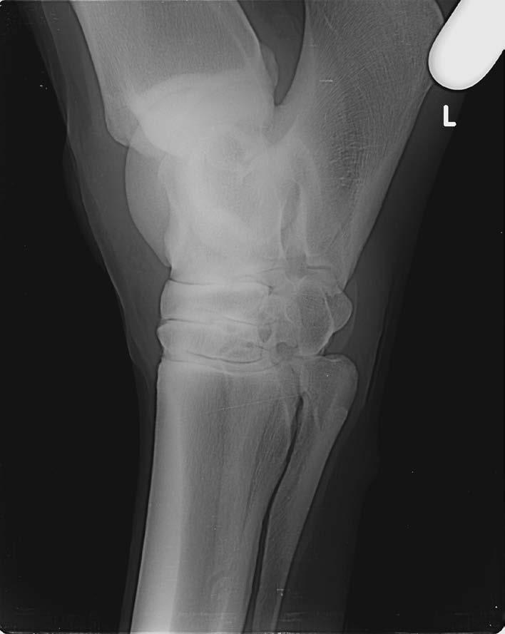 34 Fall 20: Hgr. osteolyt. Veränderungen im Bereich der kleinen Sprunggelenke mit zystoiden Defekten im linken Tarsus eines 12-jährigen Warmblutwallachs Abb.