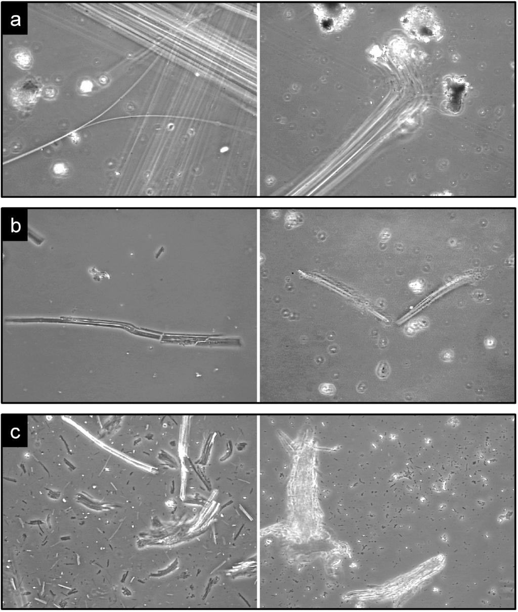 Asbest Bild 1. Phasenkontrastmikroskopische Aufnahmen von zerkleinertem Asbestzement (Bildbreite jeweils 300 µm). a) Chrysotilfasern aus unbehandeltem Asbestzement.