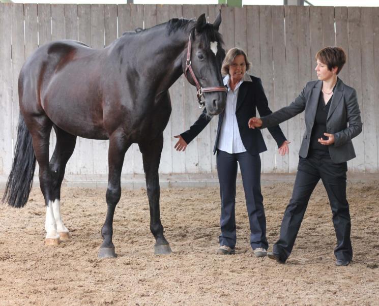 Challenge by Horse Charismatische und situative Führung Inhalte: Theoretische Einführung in die Besonderheiten von Pferden im Einsatz als Co-Trainer Impulssetzung zur Auseinandersetzung mit der