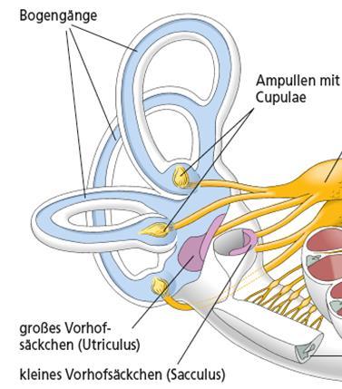Besteht aus membranösen Strukturen: - Großes Vorhofsäckchen (»Utriculus) - Kleines Vorhofsäckchen (»Sacculus) - Enthalten Sinnesepithel (»Macula
