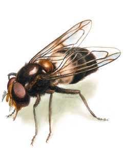 Insektenbestimmung 1) Wie viele Beine und wie viele Körperabschnitte hat es ist es wirklich ein Insekt? Wenn nicht, setzt es zurück. 2) Hat es einen langen, schlanken Hinterleib, der bunt gefärbt ist?