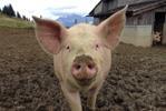 Schweinefleisch Verarbeitung und Verteilung (Labelanteil in der Berechnung: 93 %) in CHF/kg SGw Juli 17 Juni 18 Juli 18 %- VJ %- VM Einstandspreis 4.70 4.77 4.57-2.7-4.3 Nettoeinnahmen 11.20 11.