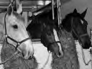 HORSE TRANSPORT SINCE 1985 GROOM SERVICE Guido