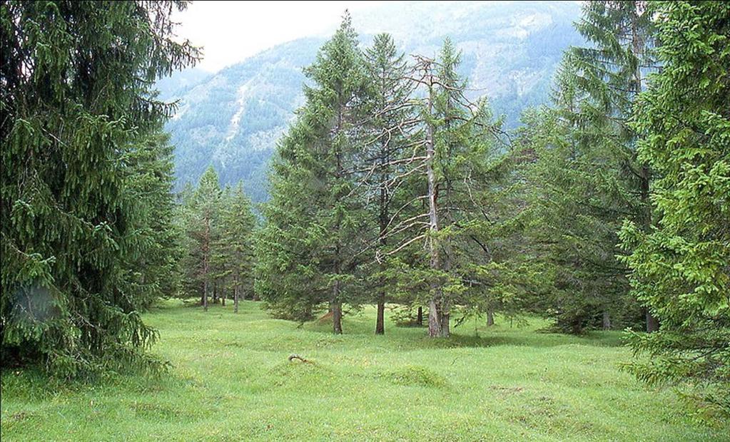Beispiel: Waldweide (Quelle: Rieken,