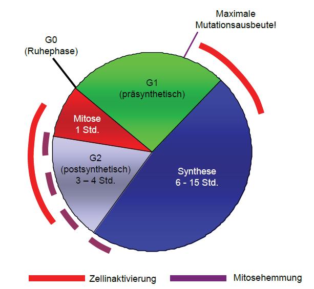 Modifikation der Strahlenwirkung Zellzyklus Sensibilisierung Reparatur Schutz durch Radikalfänger: Reduktion