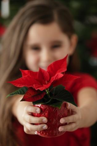 Ein Stern für dich Der Weihnachtsstern: einfach immer ein schönes Geschenk Weihnachten gilt als Fest der Liebe und Besinnlichkeit.
