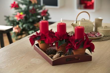Aufs Tablett gebracht Auch dieses klassische Adventsarrangement mit geschnittenen Weihnachtssternen ist in wenigen Schritten selbst gefertigt.