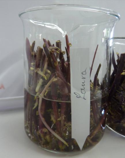 Einfluss der Bodenfeuchte auf das Auftreten von Phytophthora infestans (Mont.) de Bary 95 Im Labor wurden Kartoffelknollen der Sorte Laura zum Keimen gebracht. Nachdem die Knollen ca.