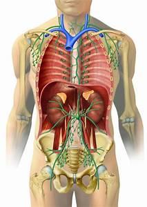 Ein menschlicher A human bodyis Körper ist Das Offensichtliche: Haut, Muskeln, Sehnen, Skelett The obvious: Skin, muscles, tendon,